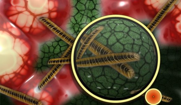 How Suprax Works Against Bacterial Infection