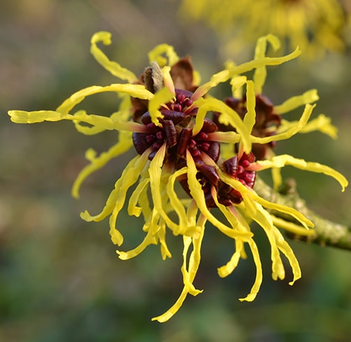 Witch Hazel