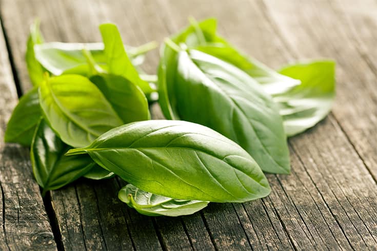 Basil Herbs To Prevent Hair Loss