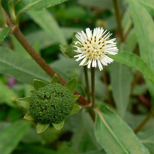 Bhringraj Herbs To Prevent Hair Loss