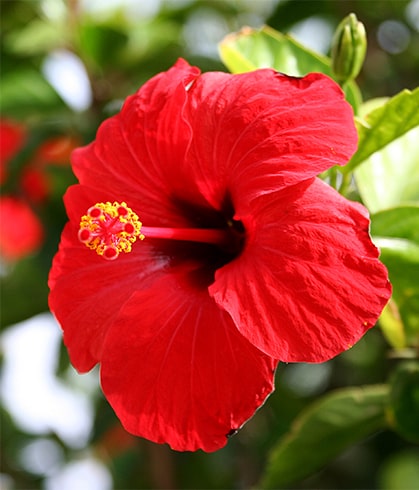 Chinese Hibiscus