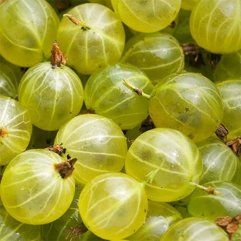 Gooseberry