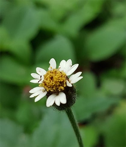 Tridax Daisy